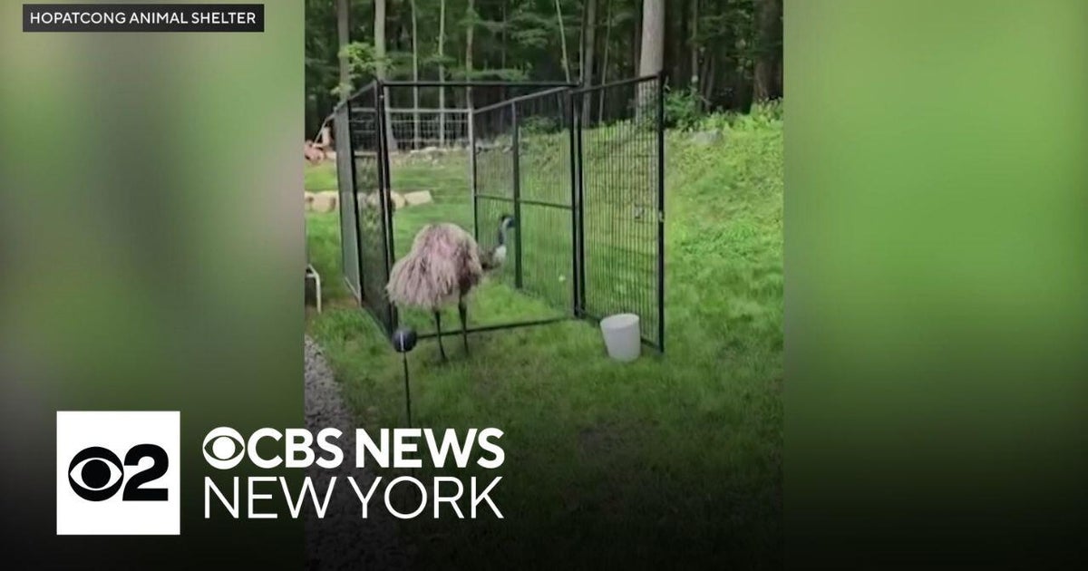 Emu captured after roaming through New Jersey neighborhoods for weeks ...