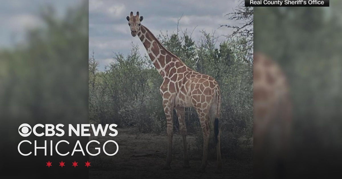Runaway Texas giraffe Gracie found after nearly two weeks on the loose