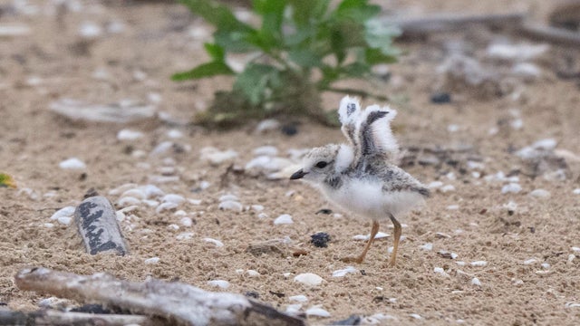 piping-plover-chucks.jpg 