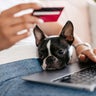 Young Woman With Her Boston Terrier Dog Shopping Online At Home Using A Laptop 