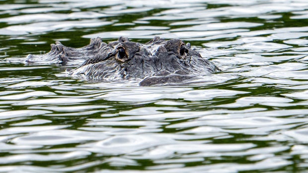 Wildlife Alligator In Florida Wetlands 