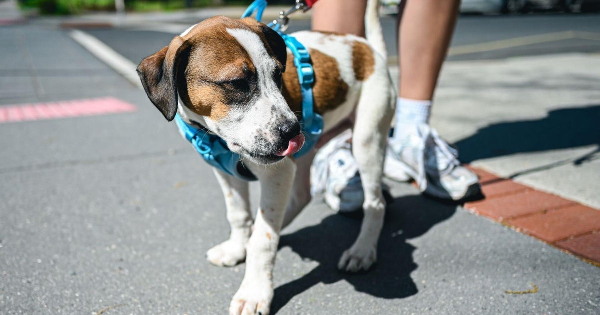 Extreme heat can pose dangers to your pets. Here’s how to spot the warning signs