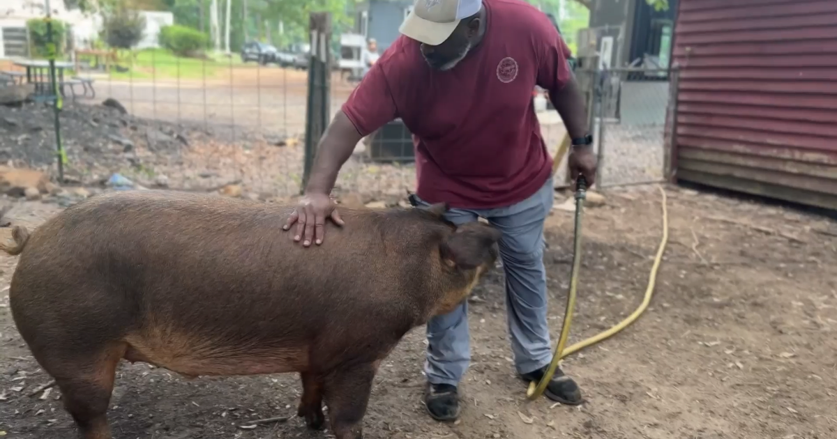 cbsnews.com - Monique  John - Gwinnett County nonprofit Lettum Eat! opens farm to feed metro Atlanta's hungry