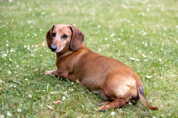A Relaxed Dachshund Enjoys a Sunny Afternoon in a Green Grass Yard