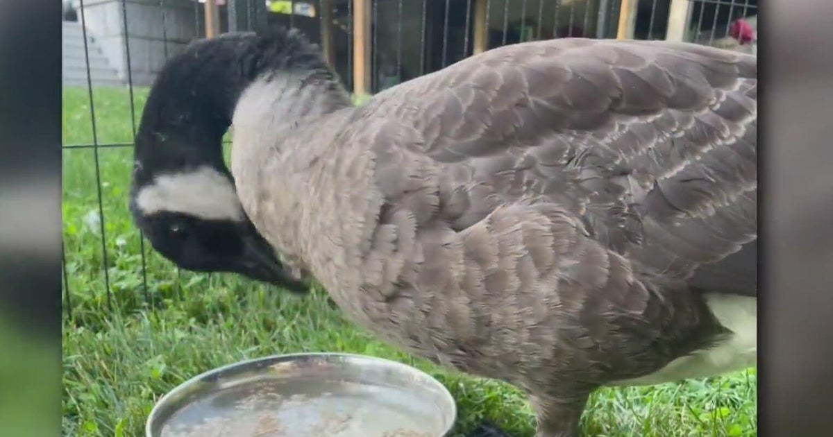 Group uses gosling rescue at North Park to educate people on properly helping wildlife in need