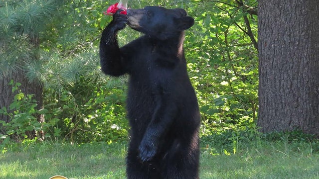 bear-animal-control.jpg 