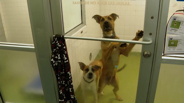 5p-p-lost-pets-ktvtjmvn.jpg 