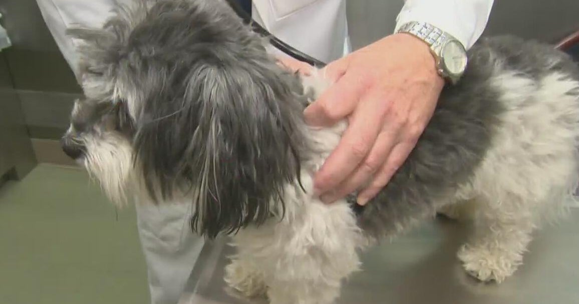 Why so many pets go missing on the July 4th holiday
