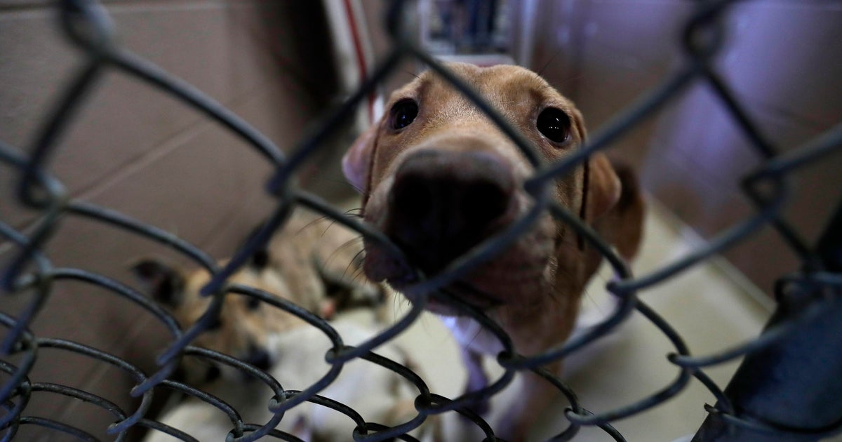 Did you lose your pet during the 4th of July fireworks? Here's what you need to ...