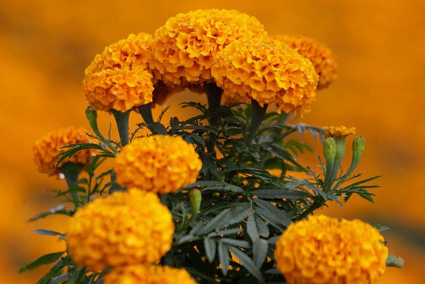 Marigold Flower Growers In The Chinampas Of The San Luis Tlaxialtemalco Flower Market, Xochimilco, Mexico City