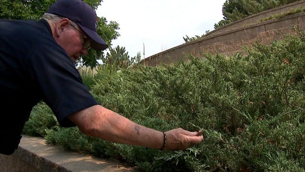 junipers.jpg
