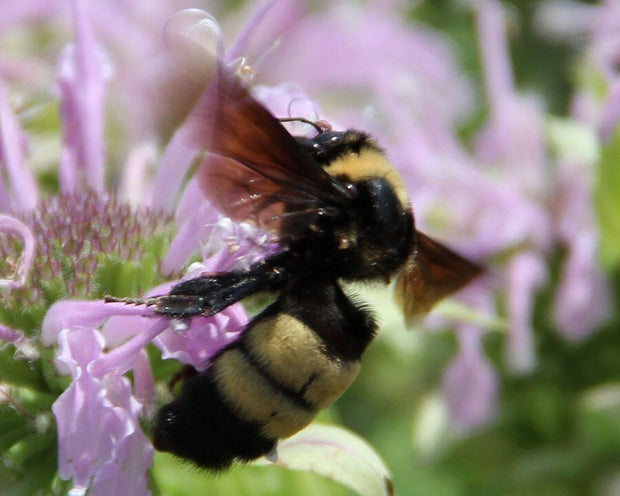 black-and-gold-bumblebee-1.jpg