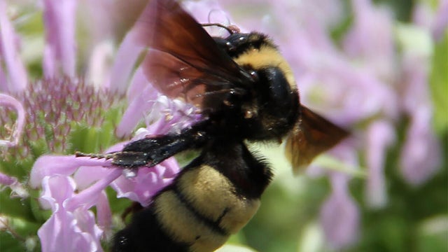 black-and-gold-bumblebee.jpg 