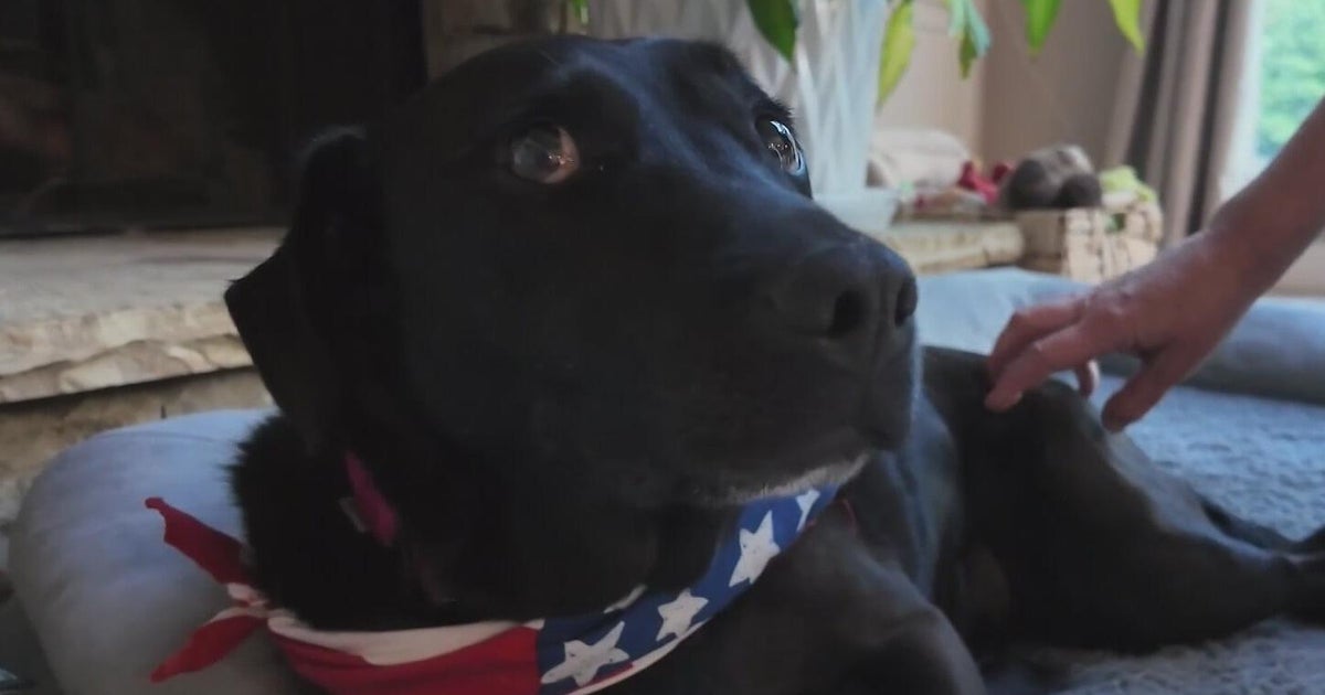 DeKalb County delays vote on pet store sales ban aimed at ending puppy mill supp...