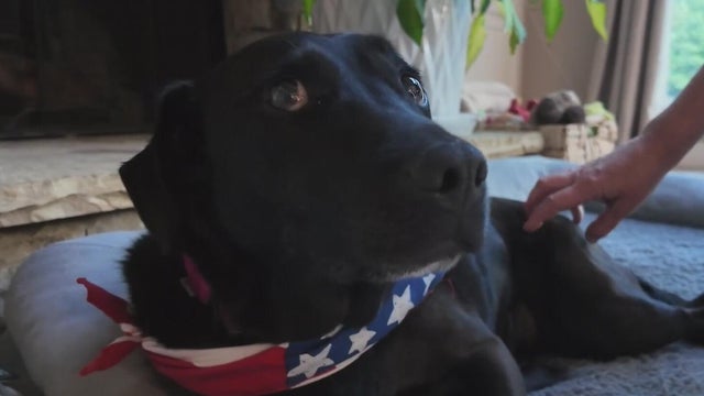 dogs.jpg 