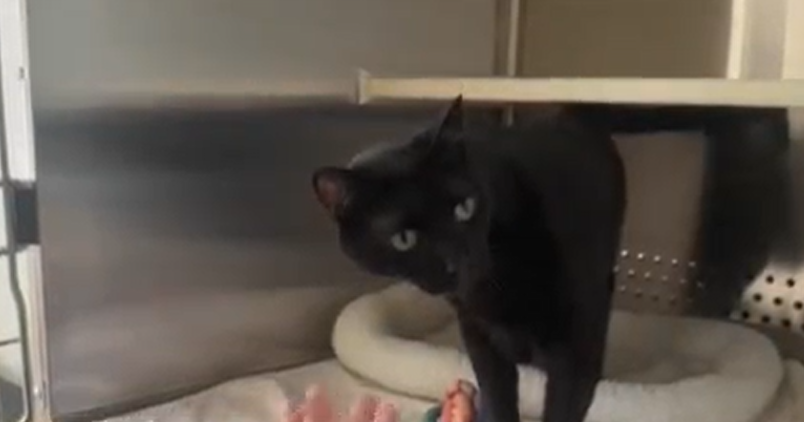 Baltimore County Animal Services say pets are being ignored solely on appearance