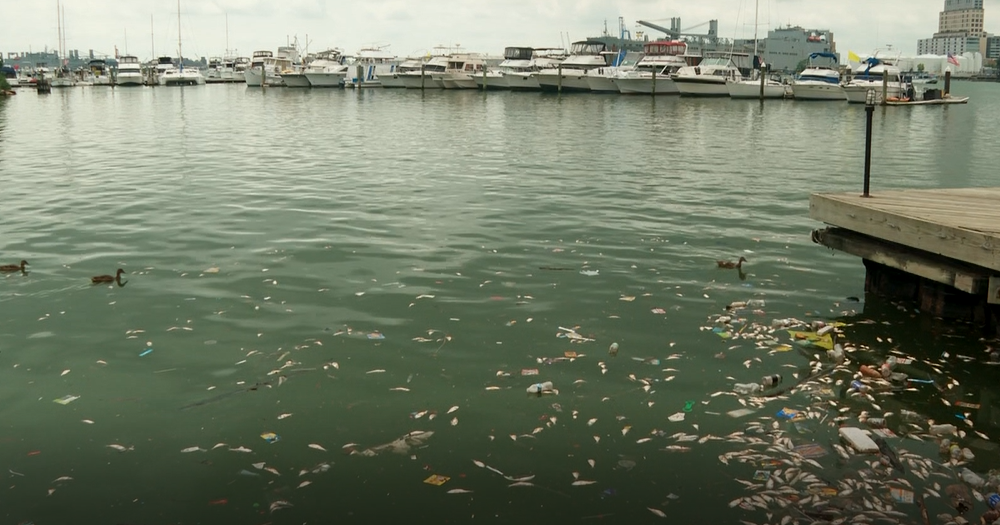 Why are 5,000 dead fish floating on surface of Baltimore's Inner Harbor ...