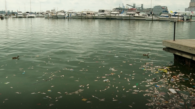 harbor1.jpg 