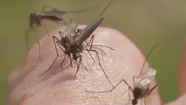mosquitos.jpg 