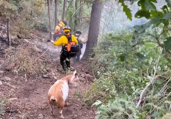 goldie-the-goat-firefighters.jpg