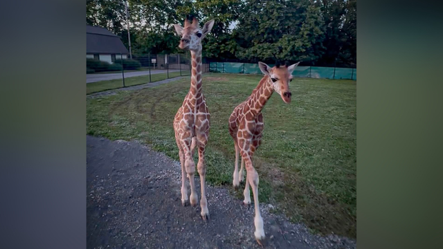 kdka-keystone-safari-giraffes.png 