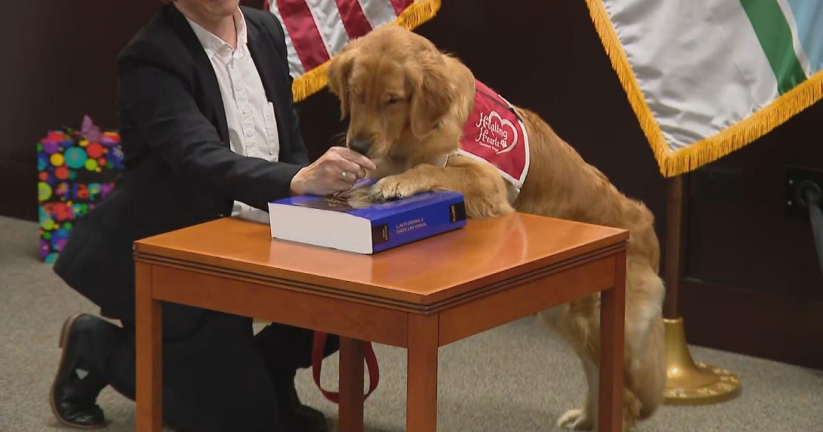 Cook County State's Attorney adds new support dog at Domestic Violence Courthouse