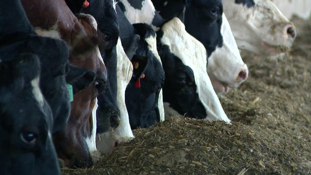 4p-ll-pkg-hot-wx-livestock-wccoauu3.jpg
