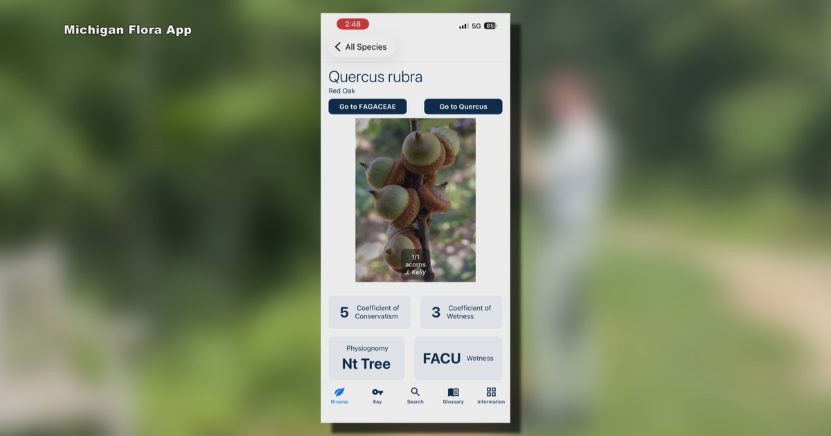 University of Michigan app helps users identify plants without relying on internet connection