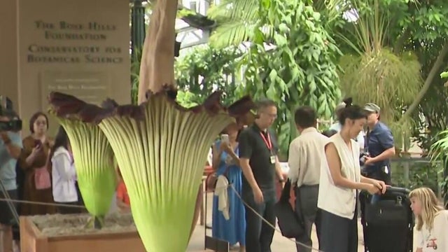 corpse-flower.jpg 