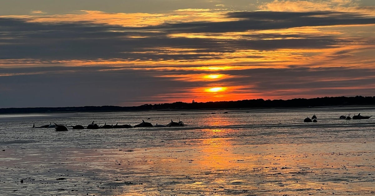 Mass stranding of bottlenose dolphins off Cape Cod said to be largest in Massachusetts history