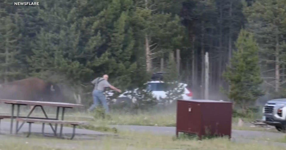 Video shows bison charging at 65-year-old man at Yellowstone National Park