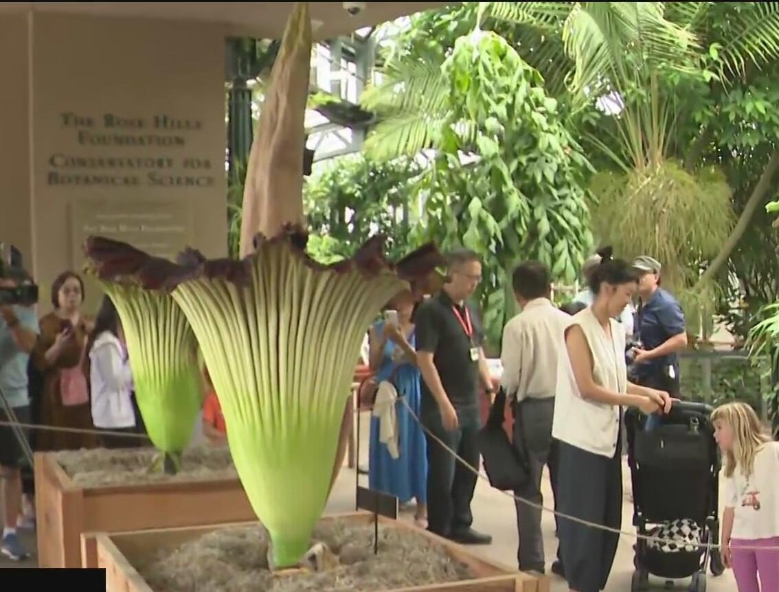 2 corpse flowers make for a stinky double bloom at Southern California ...