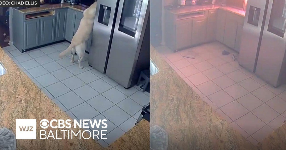 Dog accidentally starts fire that killed pets, destroyed Harford Co. home