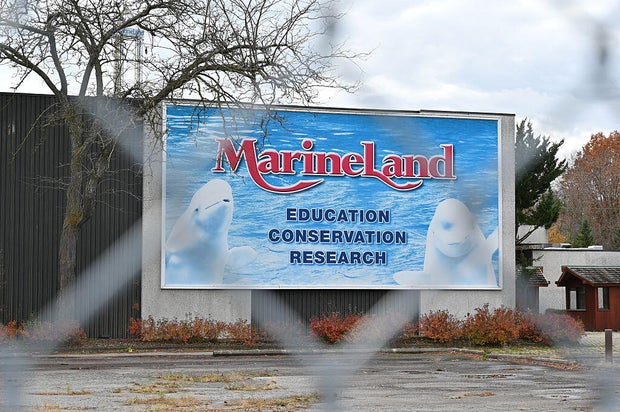 Dozens of Marineland's whales coming to U.S. through rescue plan