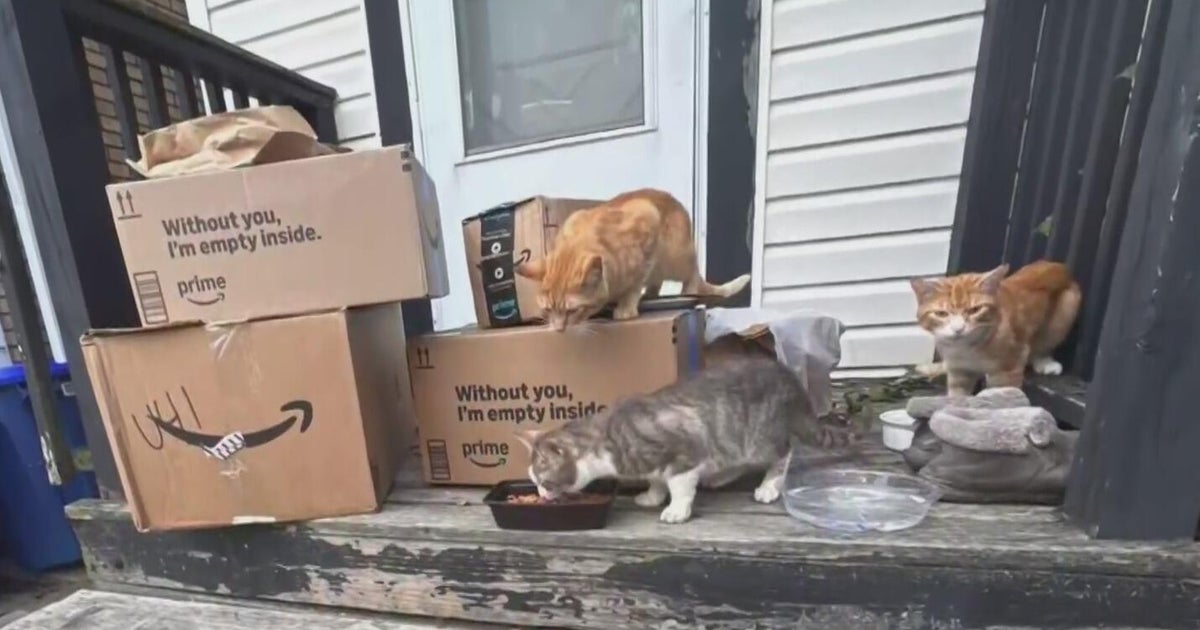 At least 30 cats rescued from Pittsburgh home that smelled like 