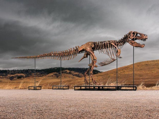 gus-t-rex.jpg