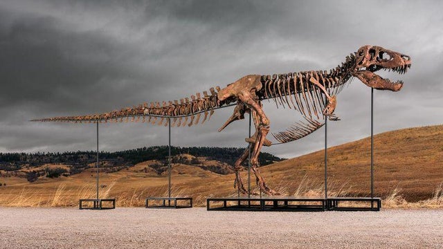 gus-t-rex.jpg 