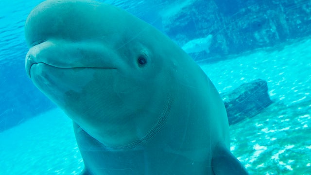 Beluga Marineland Niagara Falls 