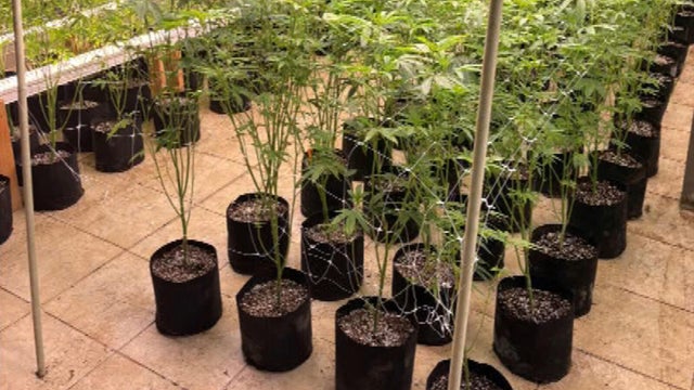 marijuana-grow-2.jpg 