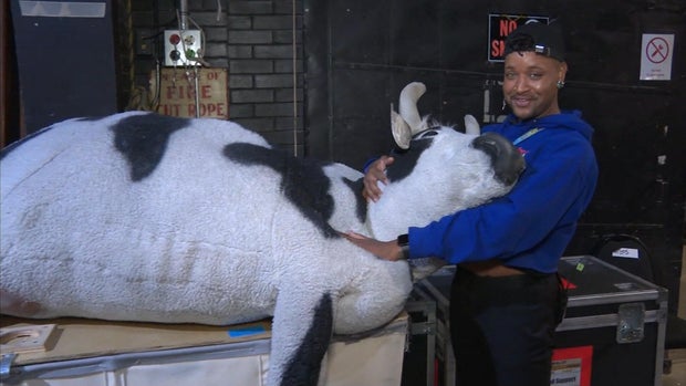 cow.jpg