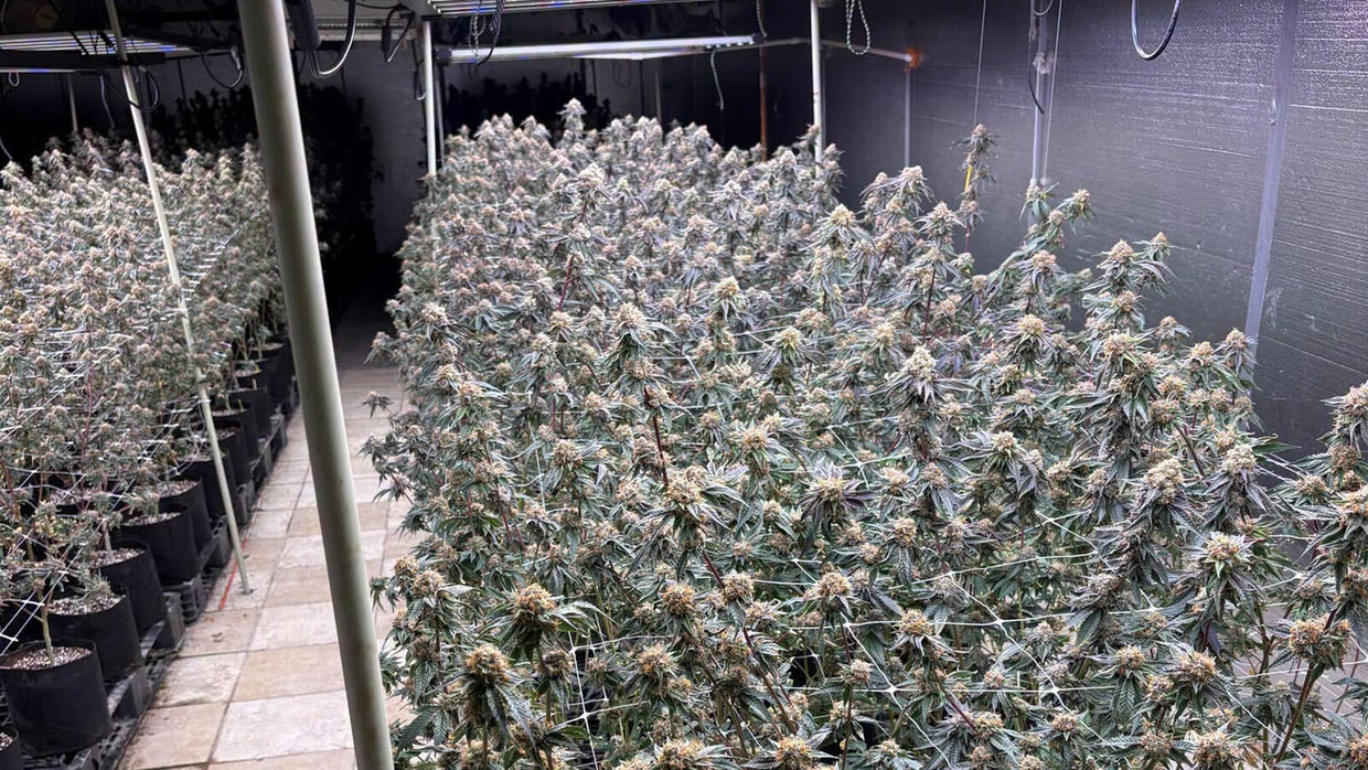 SWAT teams on Colorado's Eastern Plains seize 1,900 marijuana plants at ...