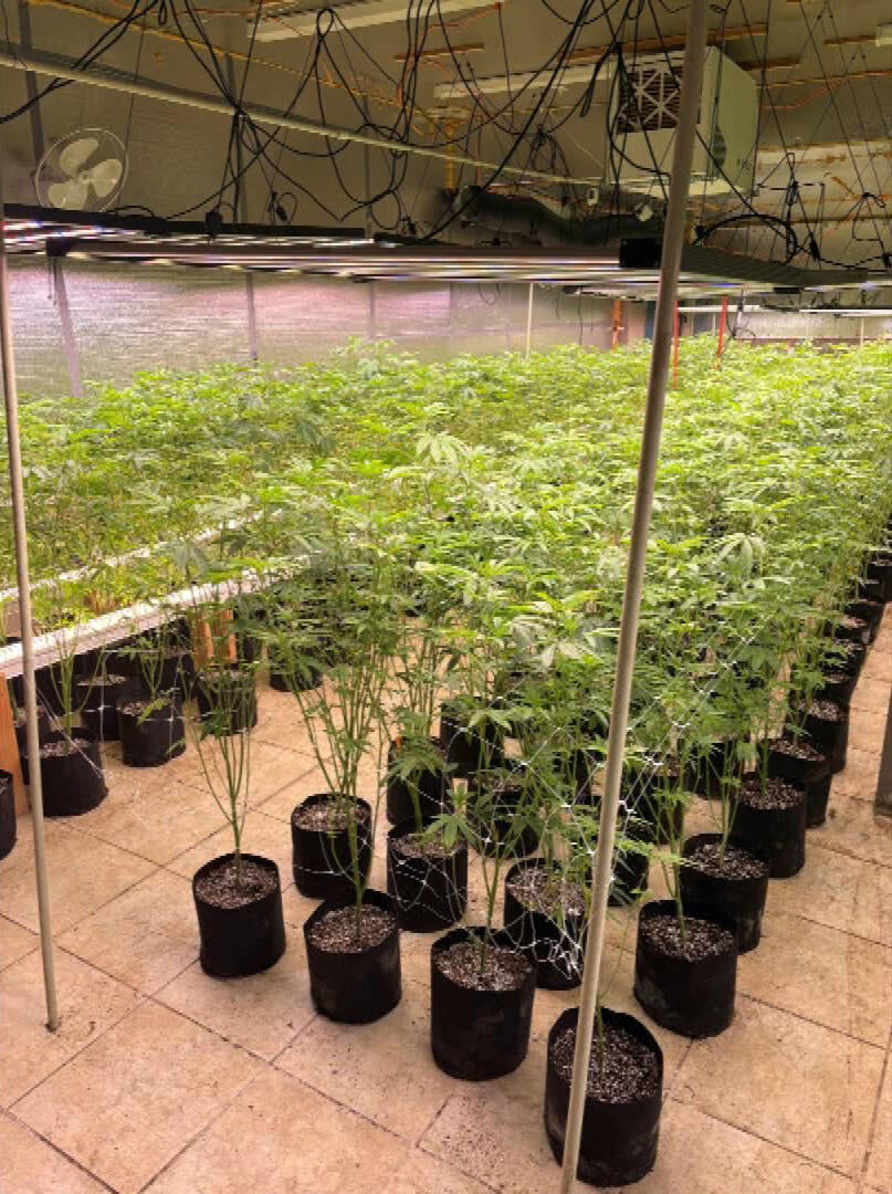 SWAT teams on Colorado's Eastern Plains seize 1,900 marijuana plants at ...