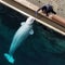 28 beluga whales from Marineland coming to U.S. through emergency rescue plan