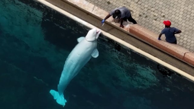 belugawhale2.jpg 