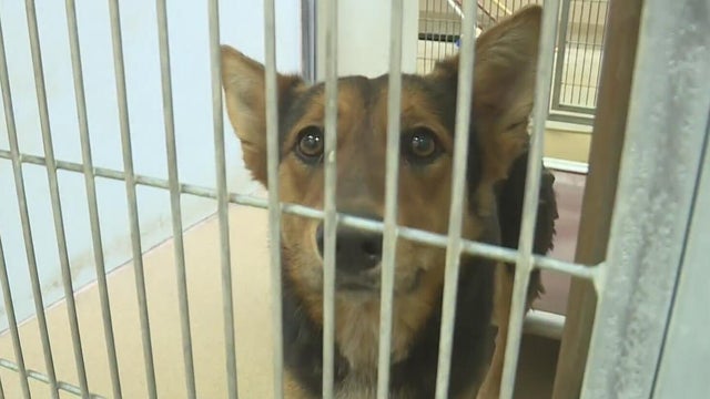 bradshaw-animal-shelter-dog.jpg 
