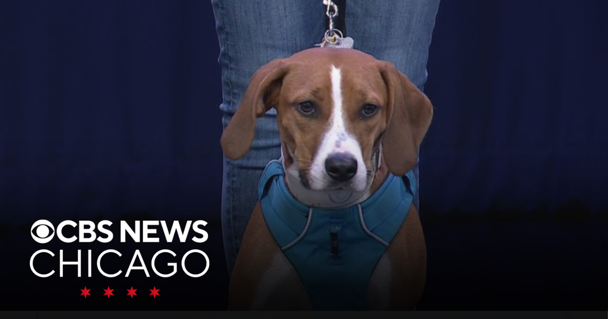 Adopt Benson from Second City Canine Rescue