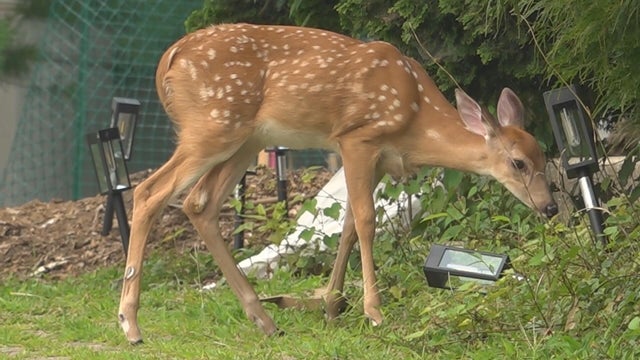 Poor air quality in Delaware County sparks health concerns for wildlife 