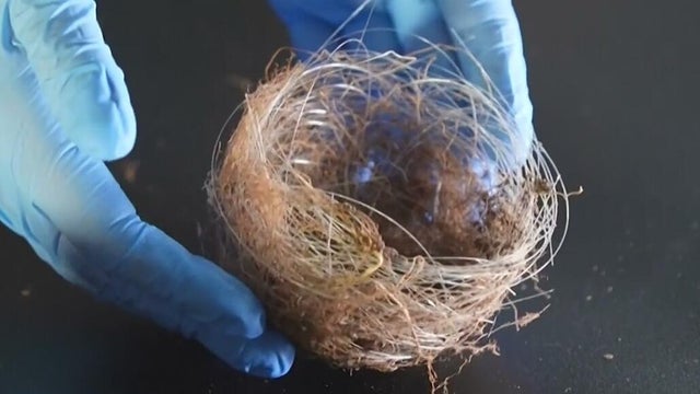 fiber-optic-bird-nest.jpg 