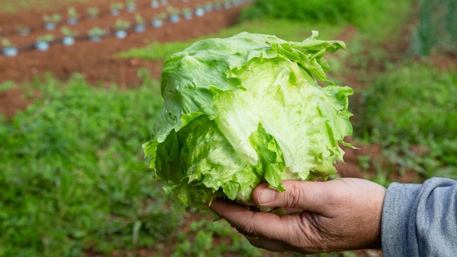 Taylor Farms Lettuce Investigated In Possible Link To Parasitic Outbreak 