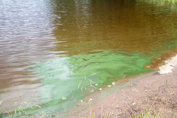 Harmful Cyanobacterial Bloom at a Natural Swimming Beach